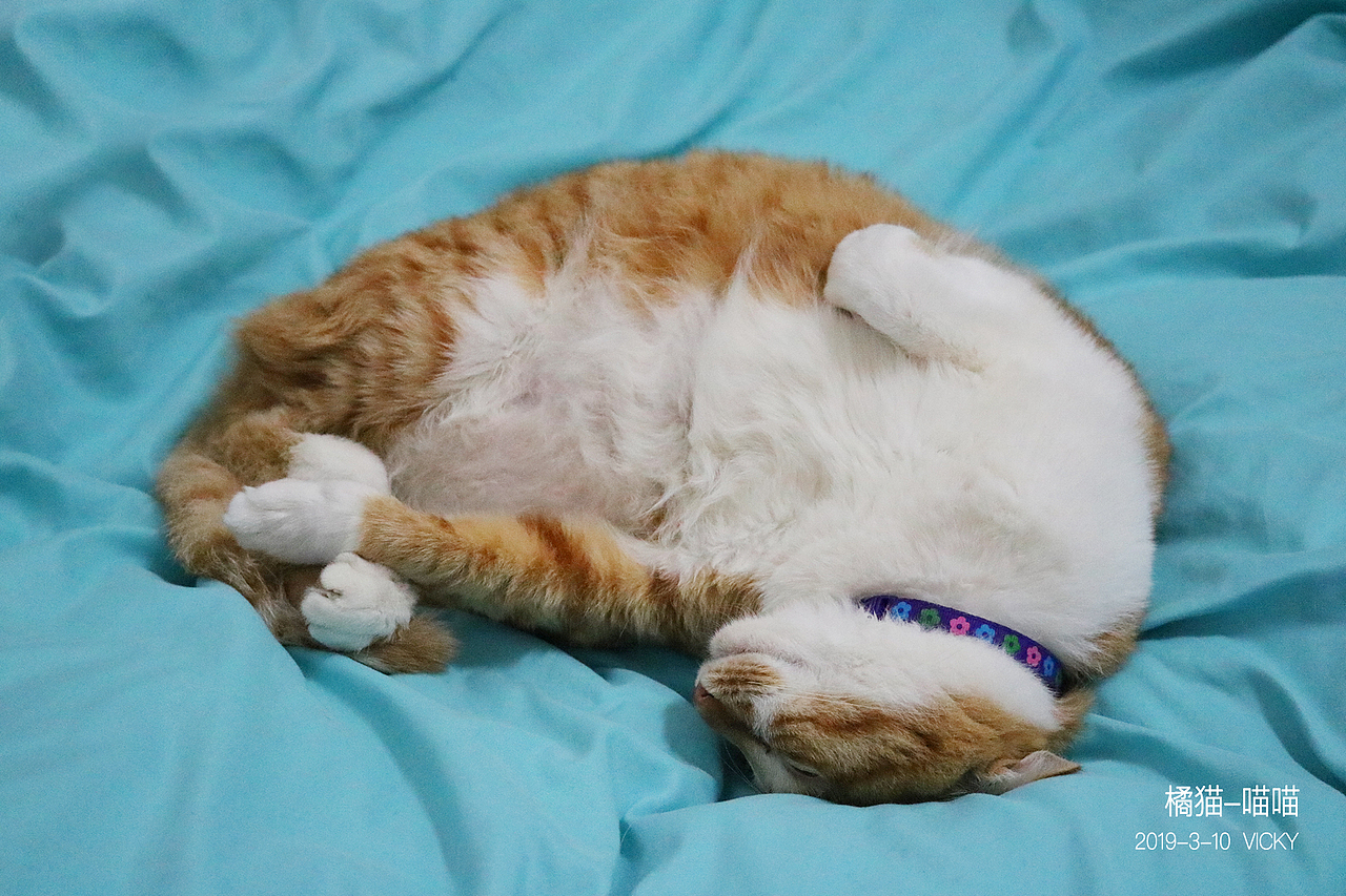 大橘为重-橘猫