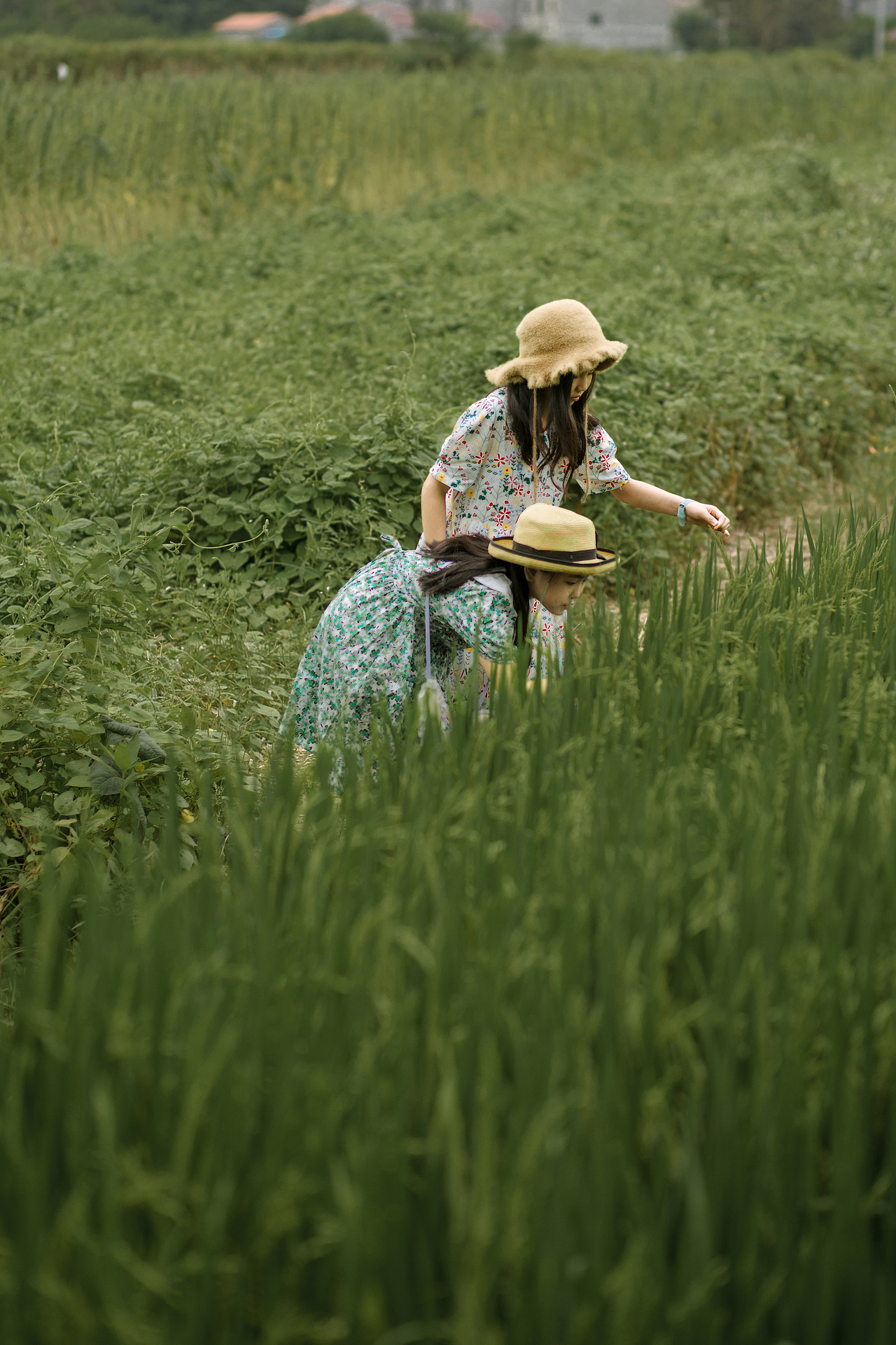 童年的田园之绿