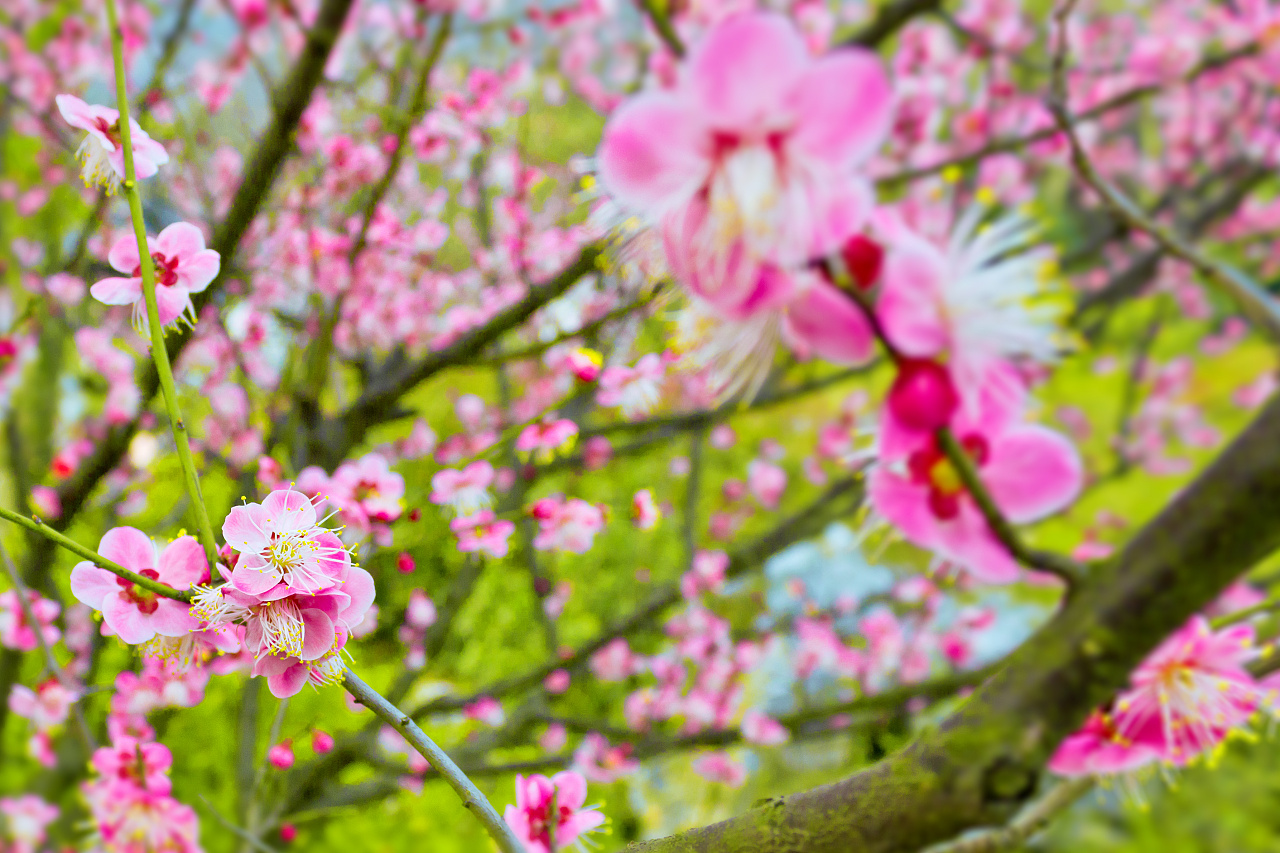 花卉春天郁金香花朵花圃摄影图配图高清摄影大图-千库网