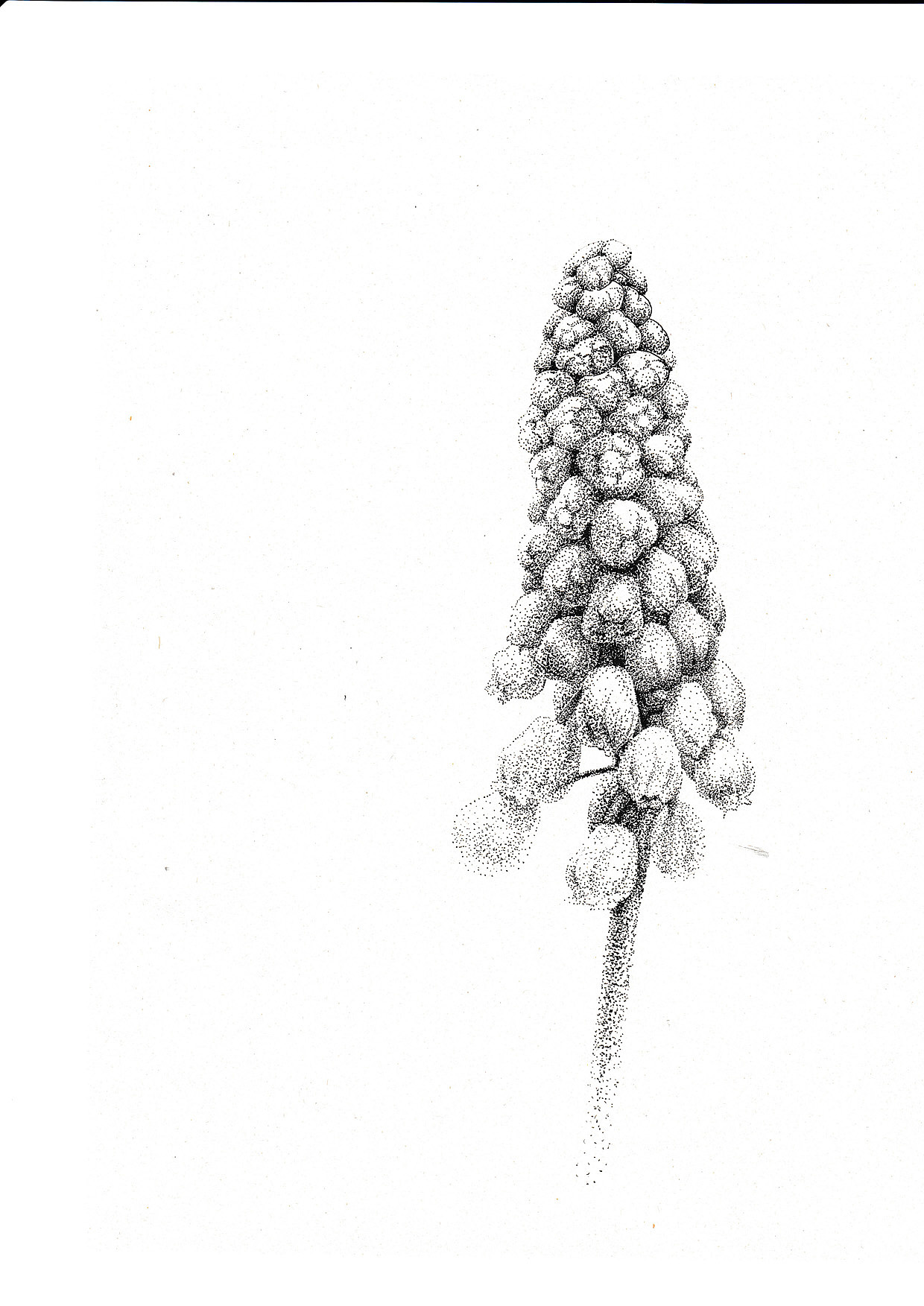 钢笔画葡萄风信子