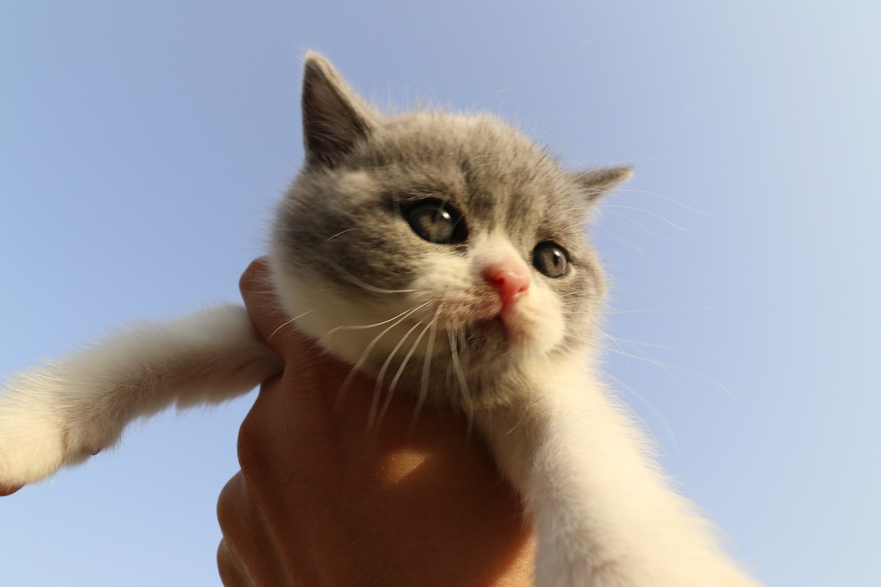 904英短蓝白-公-五粉小胡子35d602g 沐米猫舍 英短蓝白