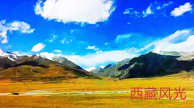 西藏的美云占了一半