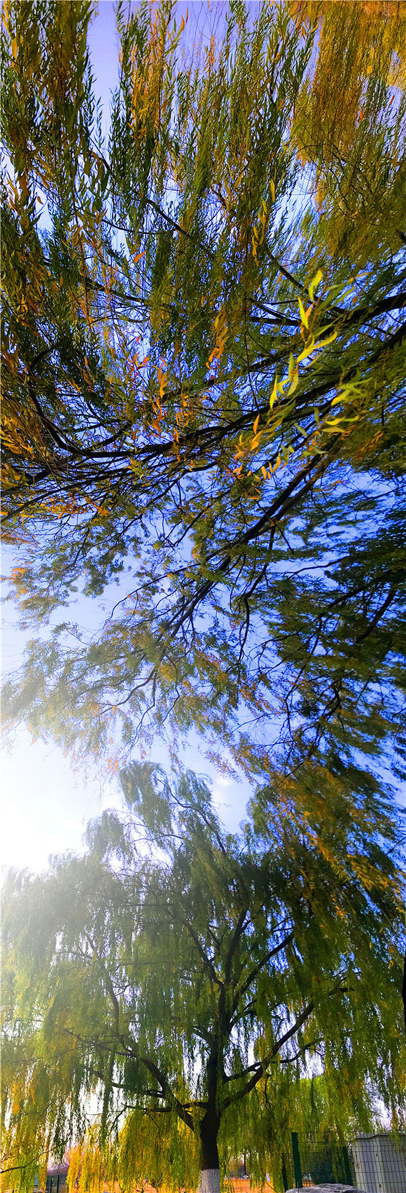 刘勇良手机纪实摄影:北京初冬的早晨