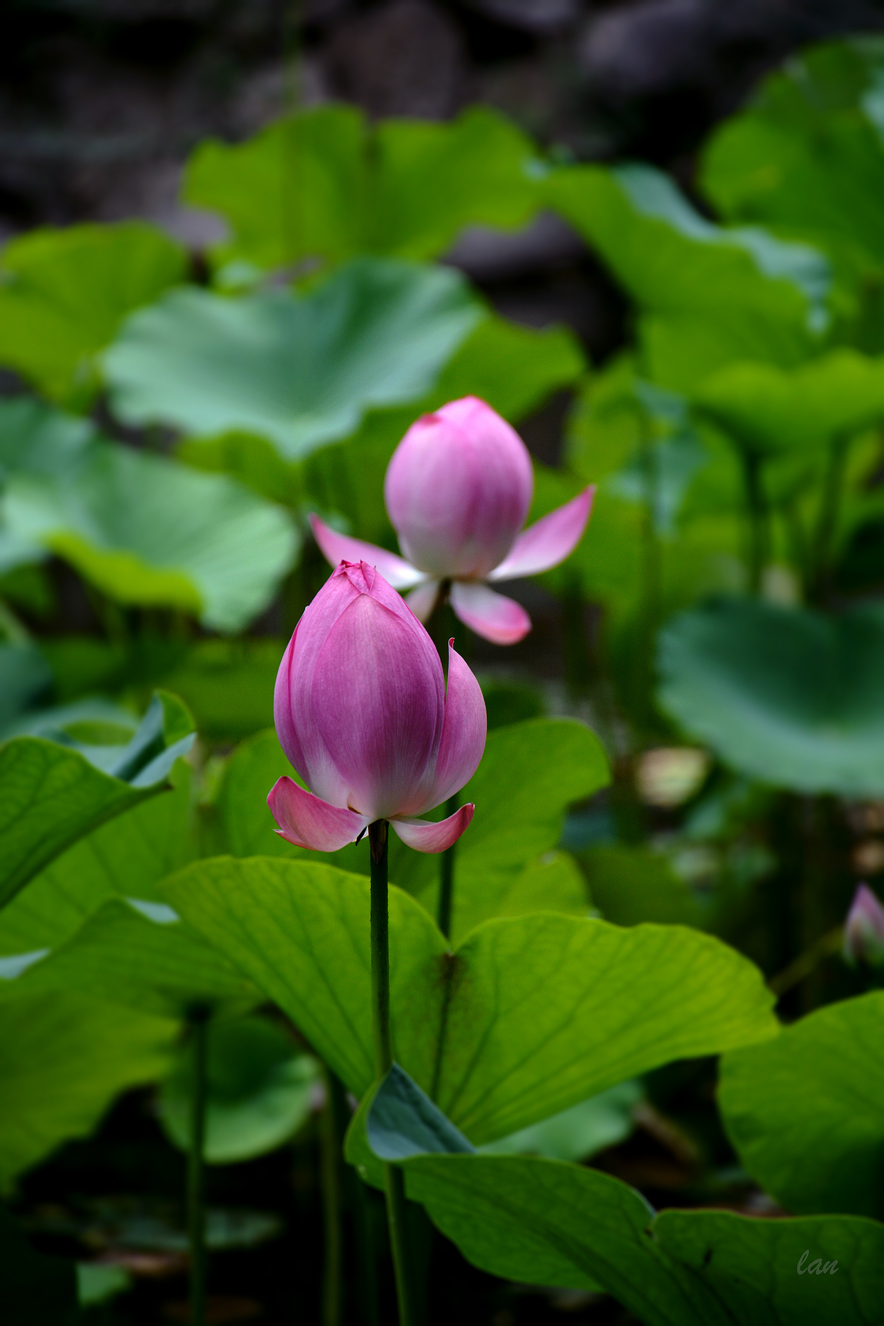 小荷才露尖尖角