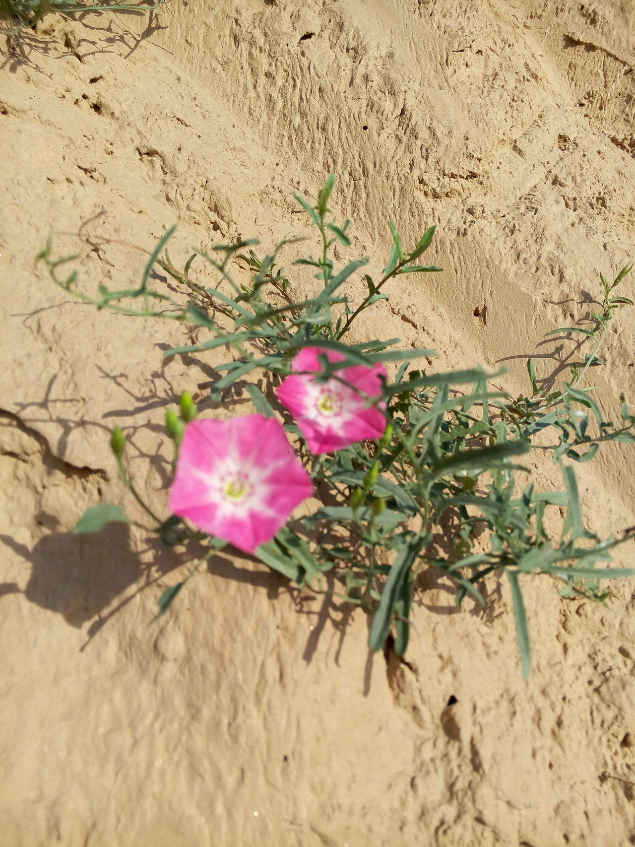 根之老家,大山大自然