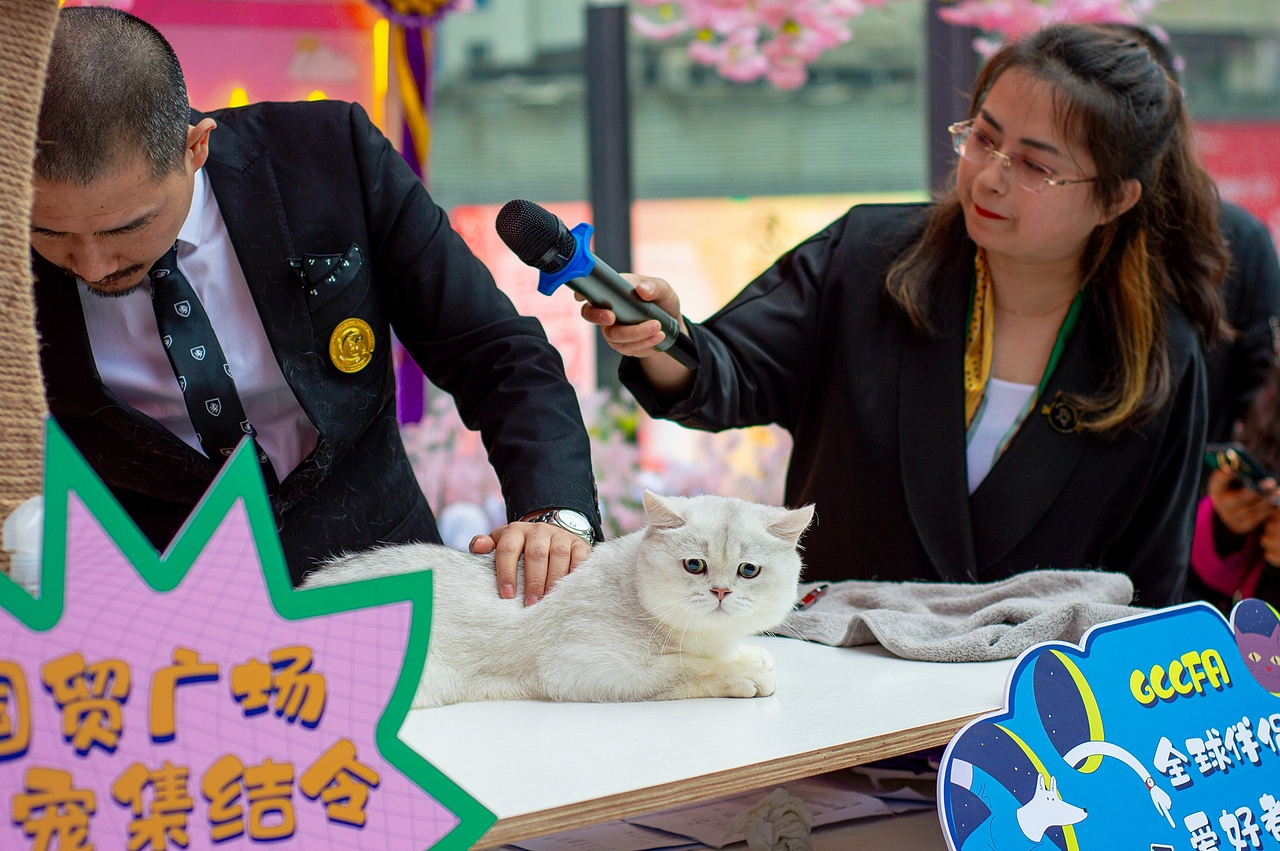 《造痒计划》猫咪相亲大会