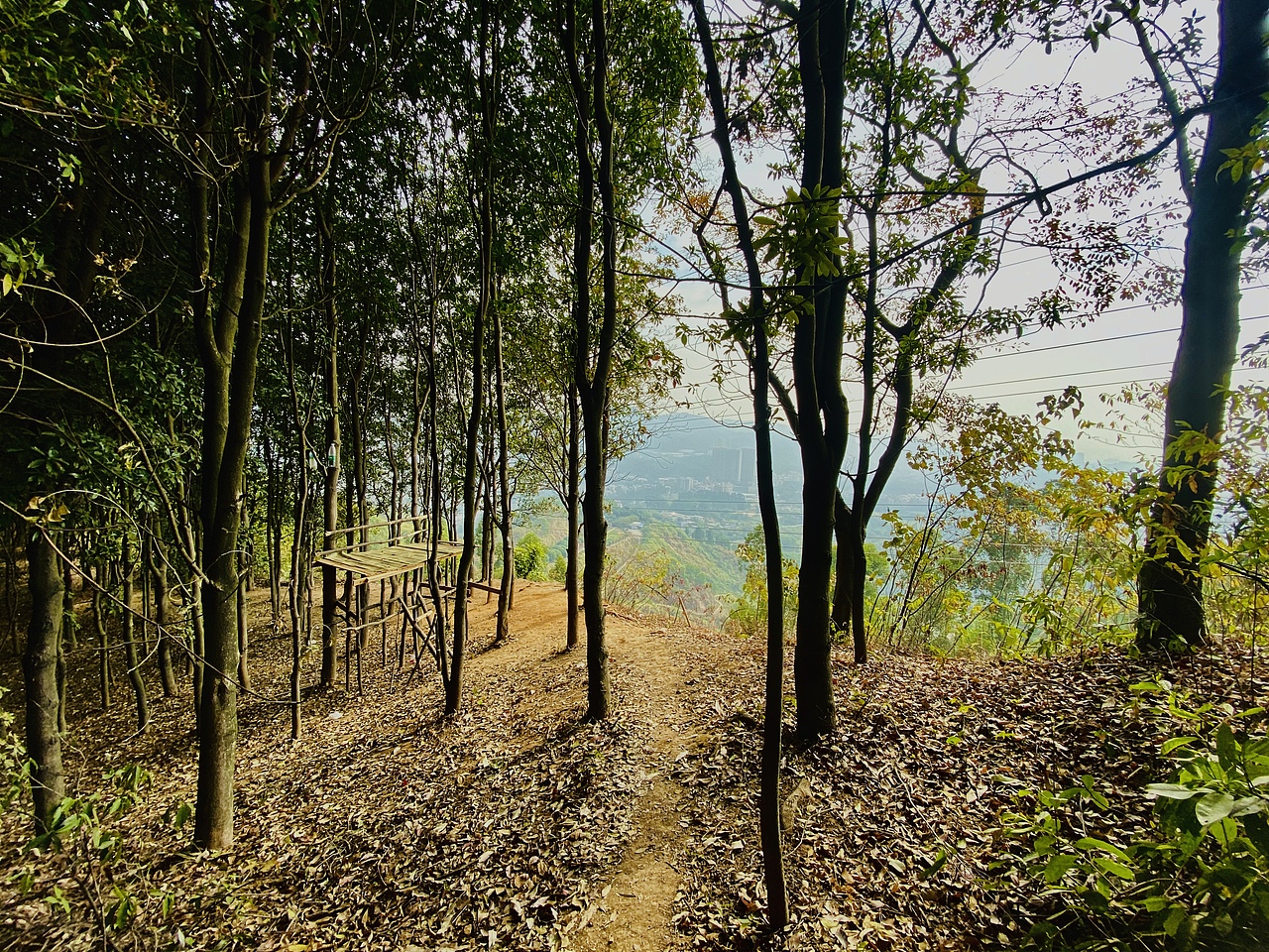 手机摄影-广州白云原始森林