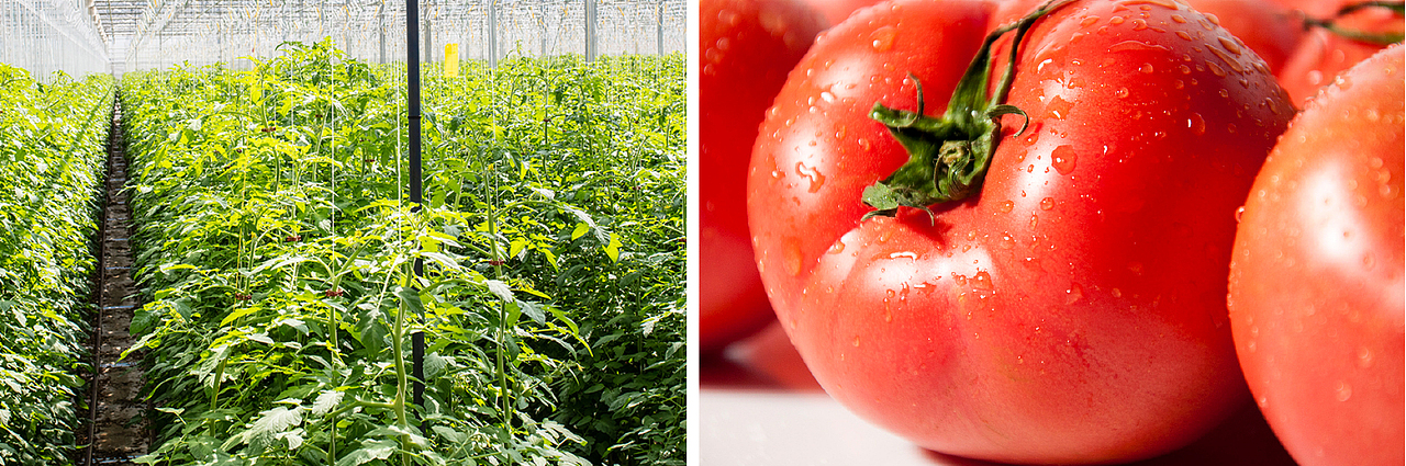 番阅番茄品牌全案策划设计（图ZMjExMjQ4ODk2） - 品牌 - 站酷设计师山行品牌策划原创素材 - 站酷ZCOOL