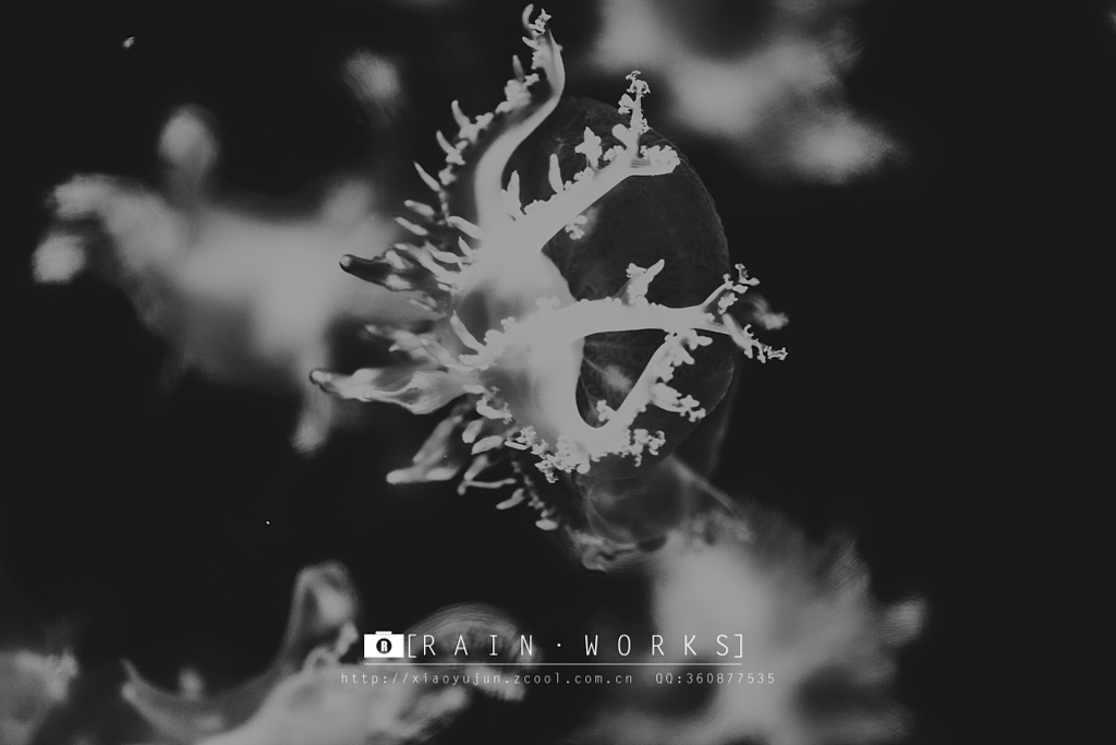 20150727鲜虾活鱼の秘境（图ZMzIyOTgzMzY=） - 宠物摄影 - 站酷设计师火锅肥牛面原创素材 - 站酷ZCOOL