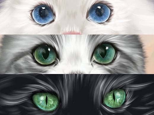 猫咪眼睛绘画总结