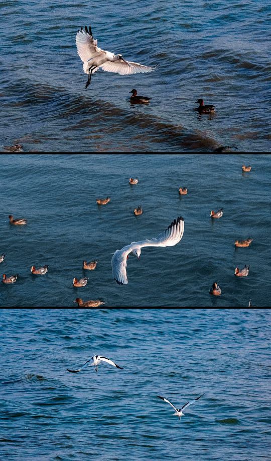 深圳湾西伯利亚的候鸟（图ZMzM0MjI0NzM2） - 人文/纪实摄影 - 站酷设计师放羊的阿鑫原创素材 - 站酷ZCOOL