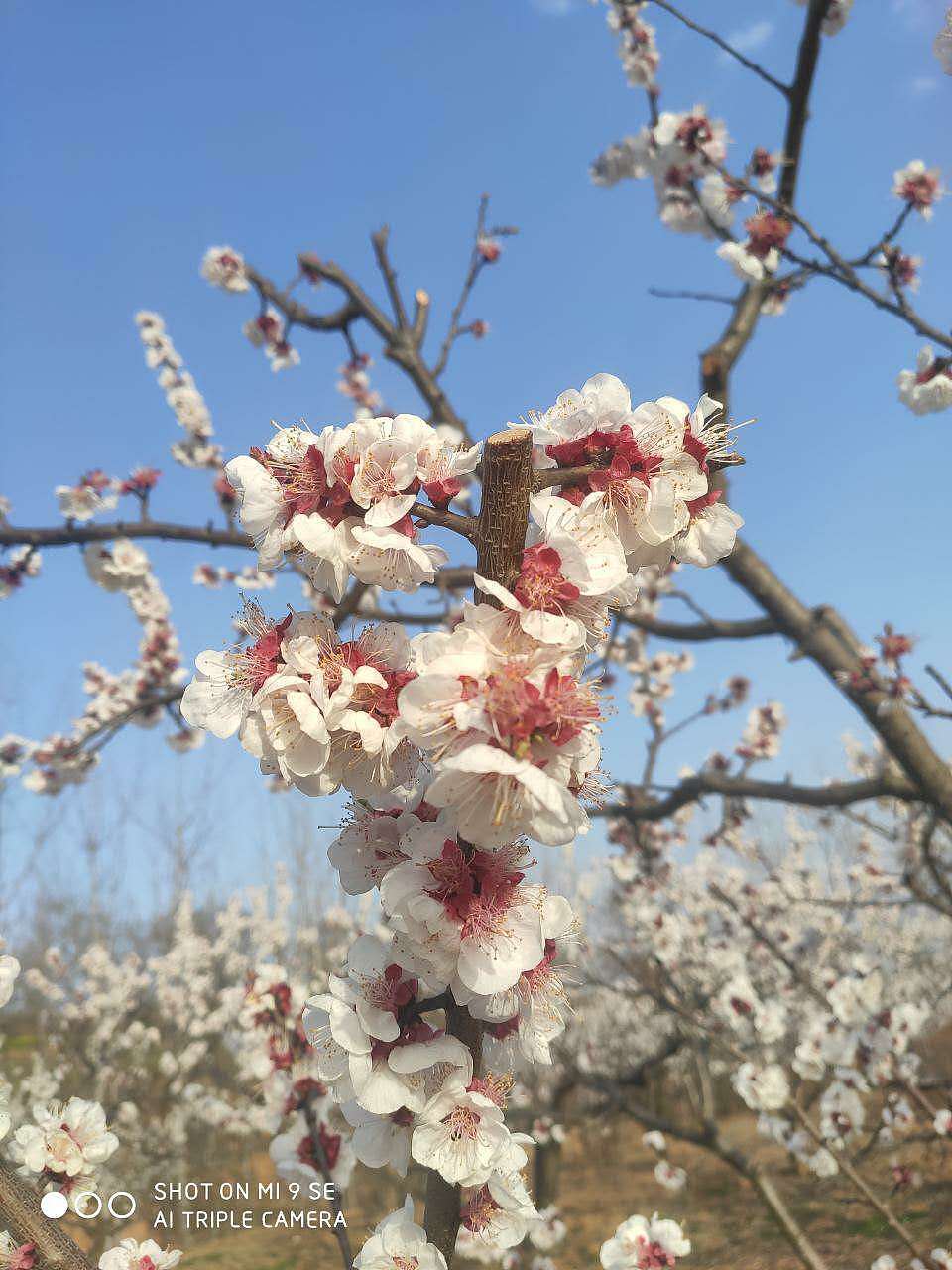 所有的努力都是为了春天的櫻花烂漫,只待你们。