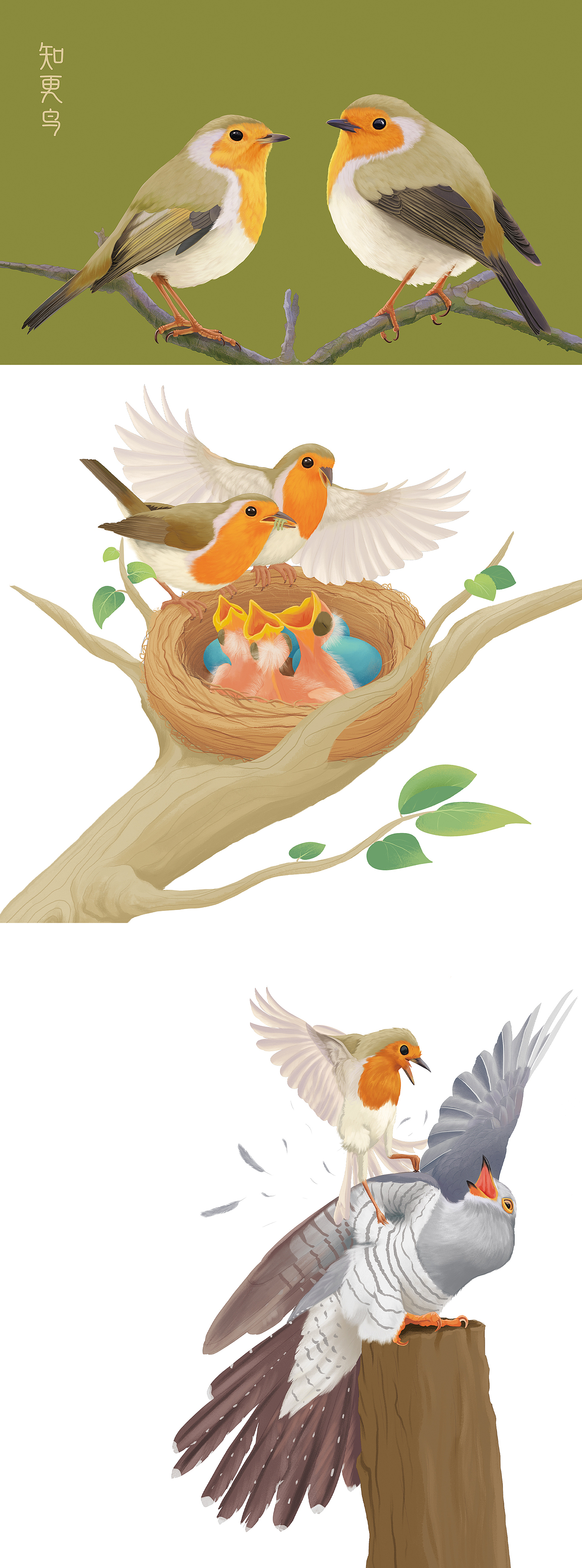 儿童绘本 图书插图配图 动物图解