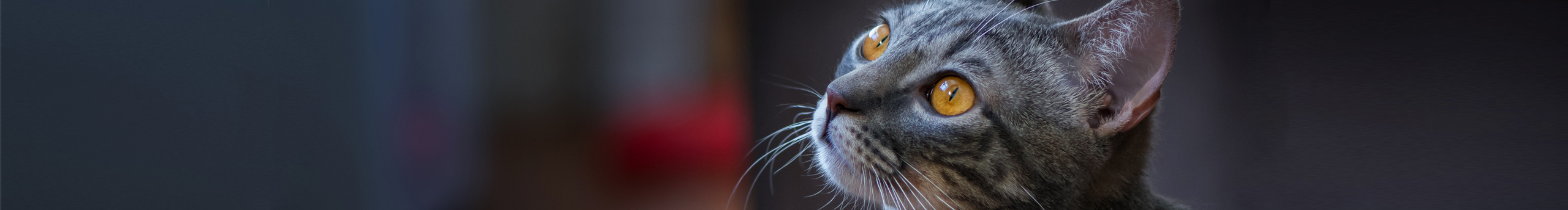 綻放0525的個人主頁（封面預(yù)覽） - 主頁封面設(shè)置 - 站酷設(shè)計(jì)師綻放0525原創(chuàng)素材 - 站酷ZCOOL