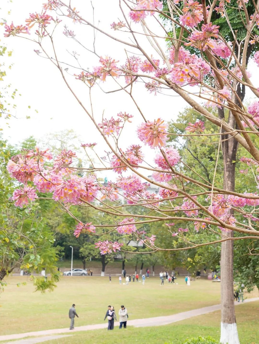 不愧是花城!广州浪漫花海又上新啦