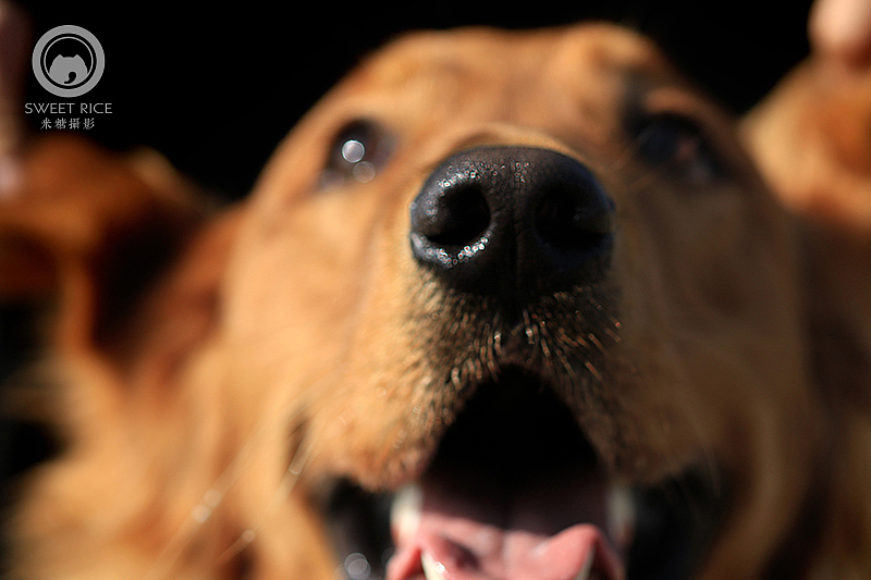 【金毛】熨斗1岁啦（图ZMzg3Mjk3MjA=） - 宠物摄影 - 站酷设计师挂糖原创素材 - 站酷ZCOOL