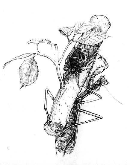 昆虫（图ZMTA4OTY3OTAw） - 创作习作 - 站酷设计师leaushown原创素材 - 站酷ZCOOL