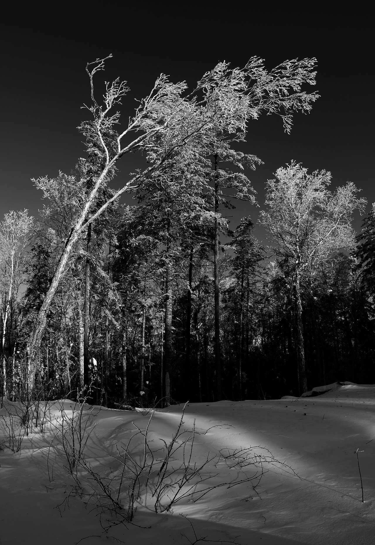 黑白之魅——穿越了色彩繁华的纯粹