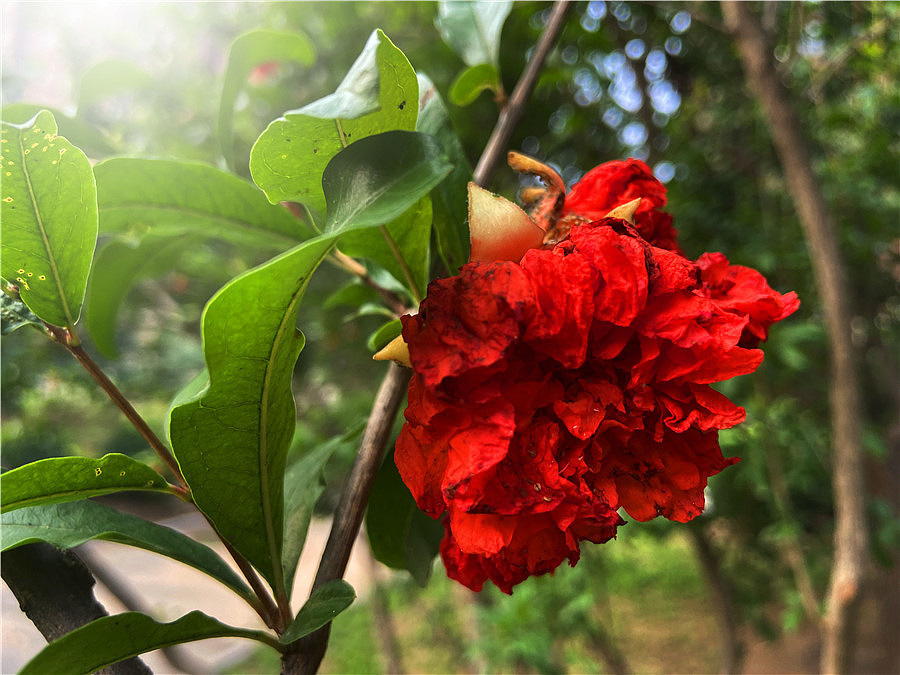 刘勇良手机纪实摄影:石榴花