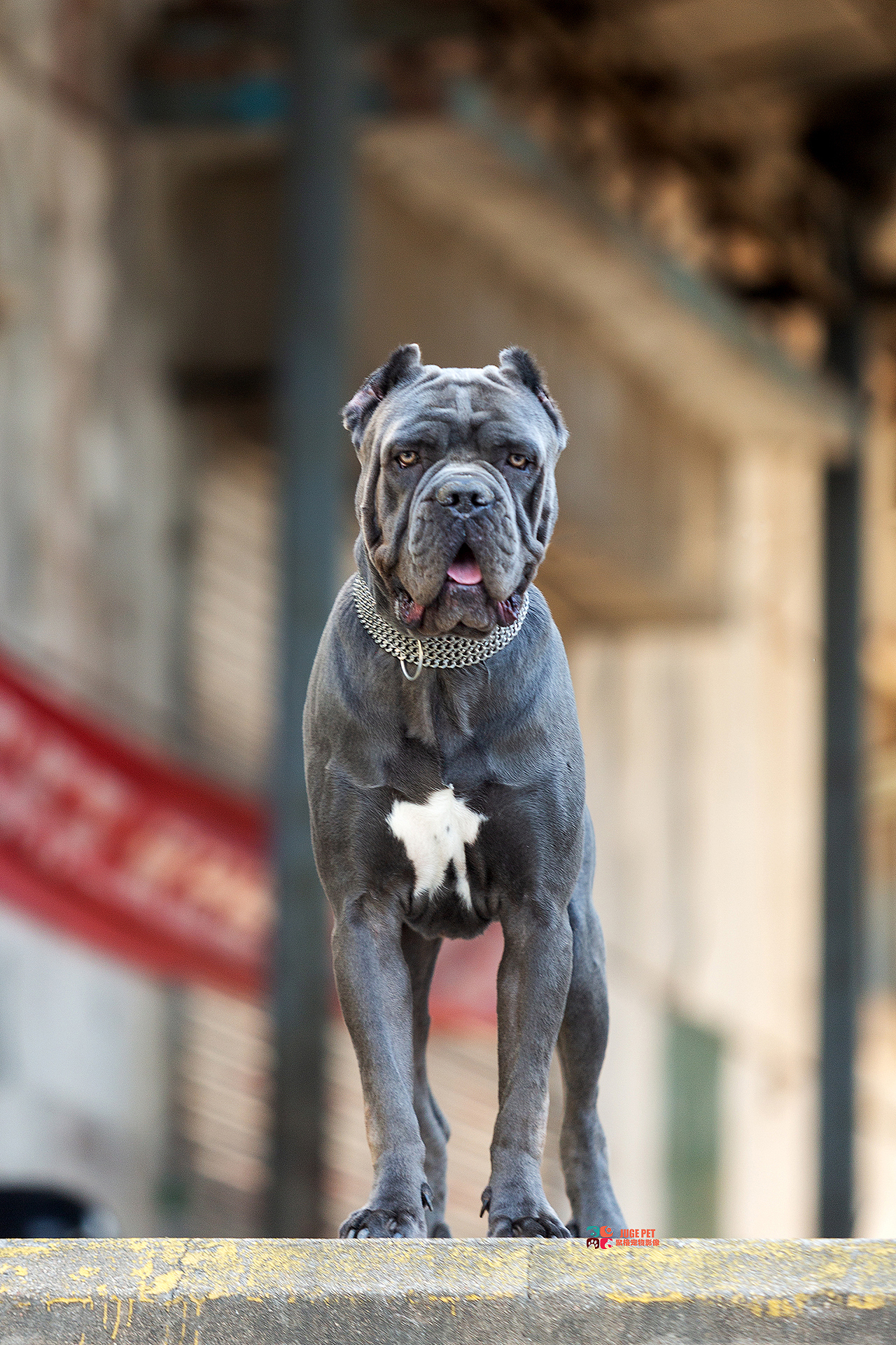 宠物摄影|卡斯罗