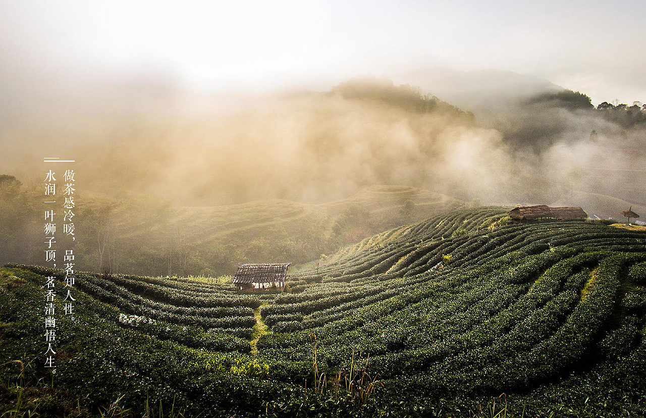狮子顶茶品牌形象设计