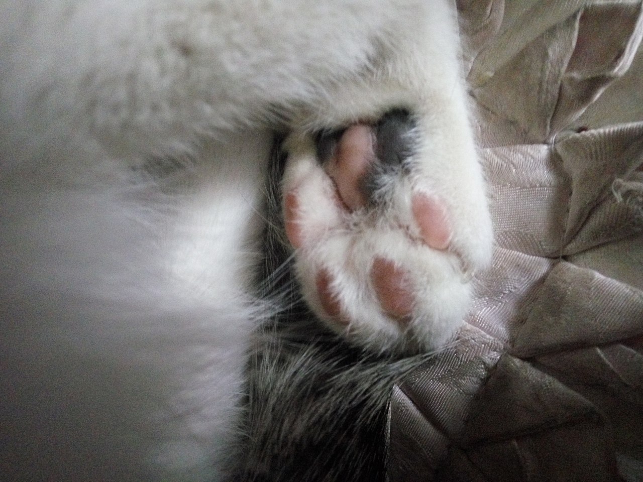 拍猫集03（图ZMTM3MDkwNTQ0） - 宠物摄影 - 站酷设计师嘟嘟2019原创素材 - 站酷ZCOOL