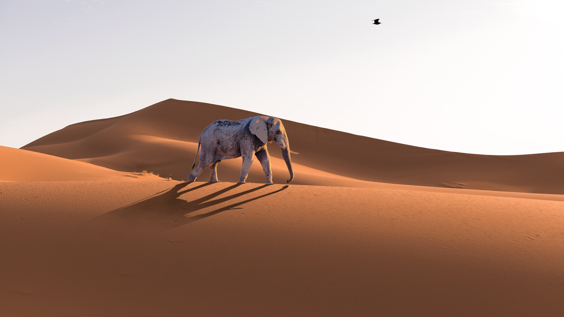 白象·沙漠·鸟