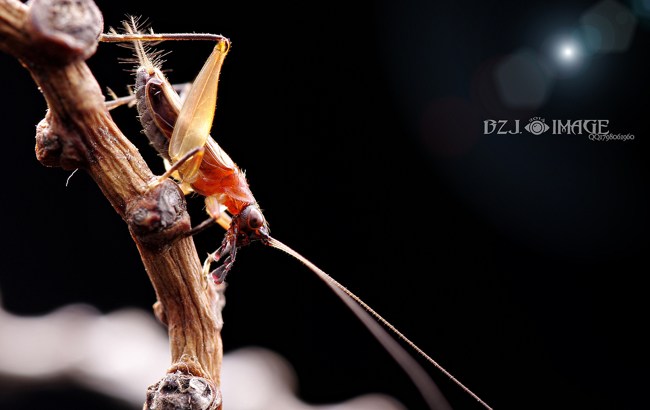 生态微距,各种常见昆虫望大家喜欢,,,