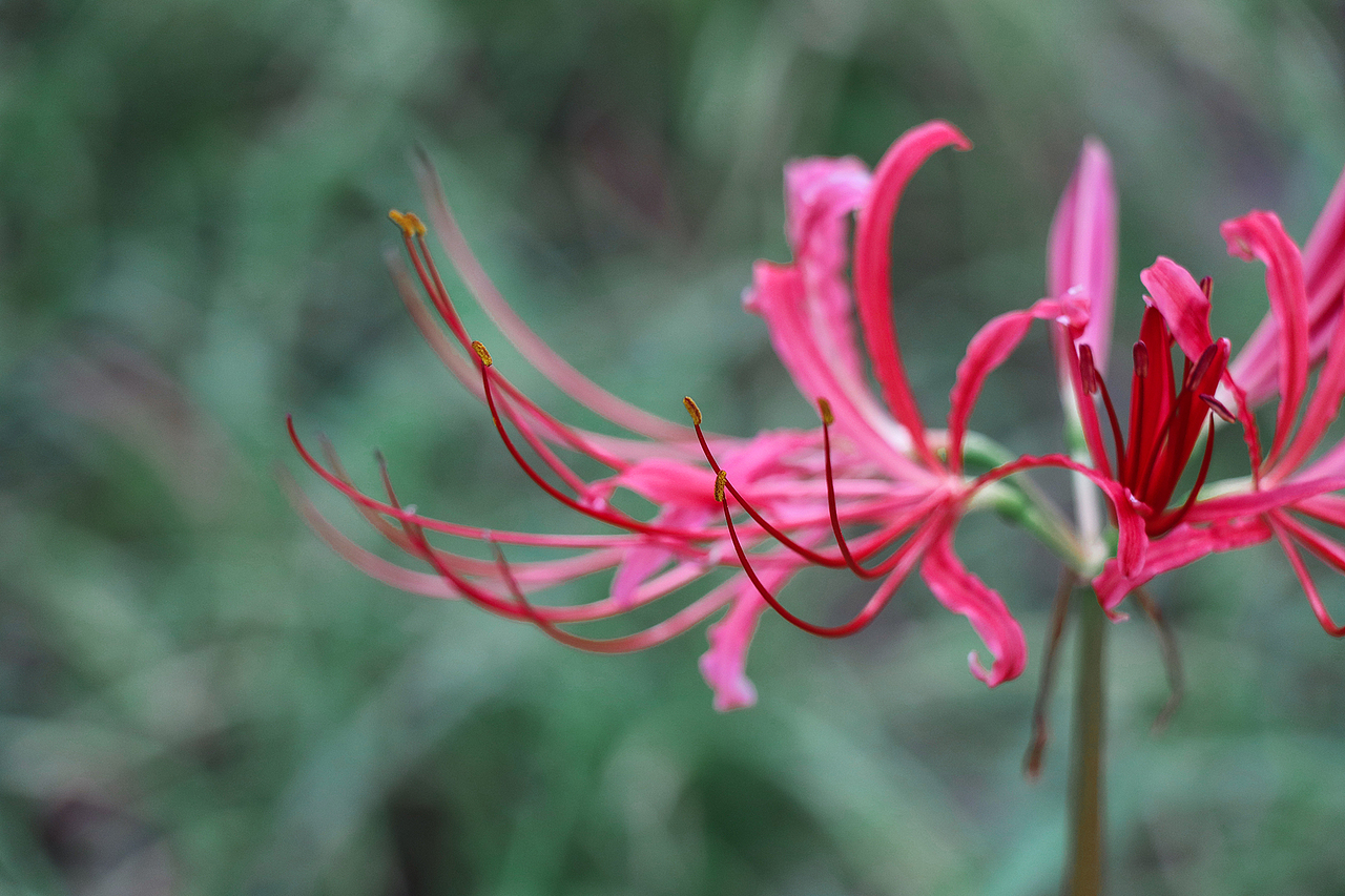 彼岸花·曼珠沙华（图ZMTg0MTY4OTI0） - 风光摄影 - 站酷设计师公子雪原创素材 - 站酷ZCOOL