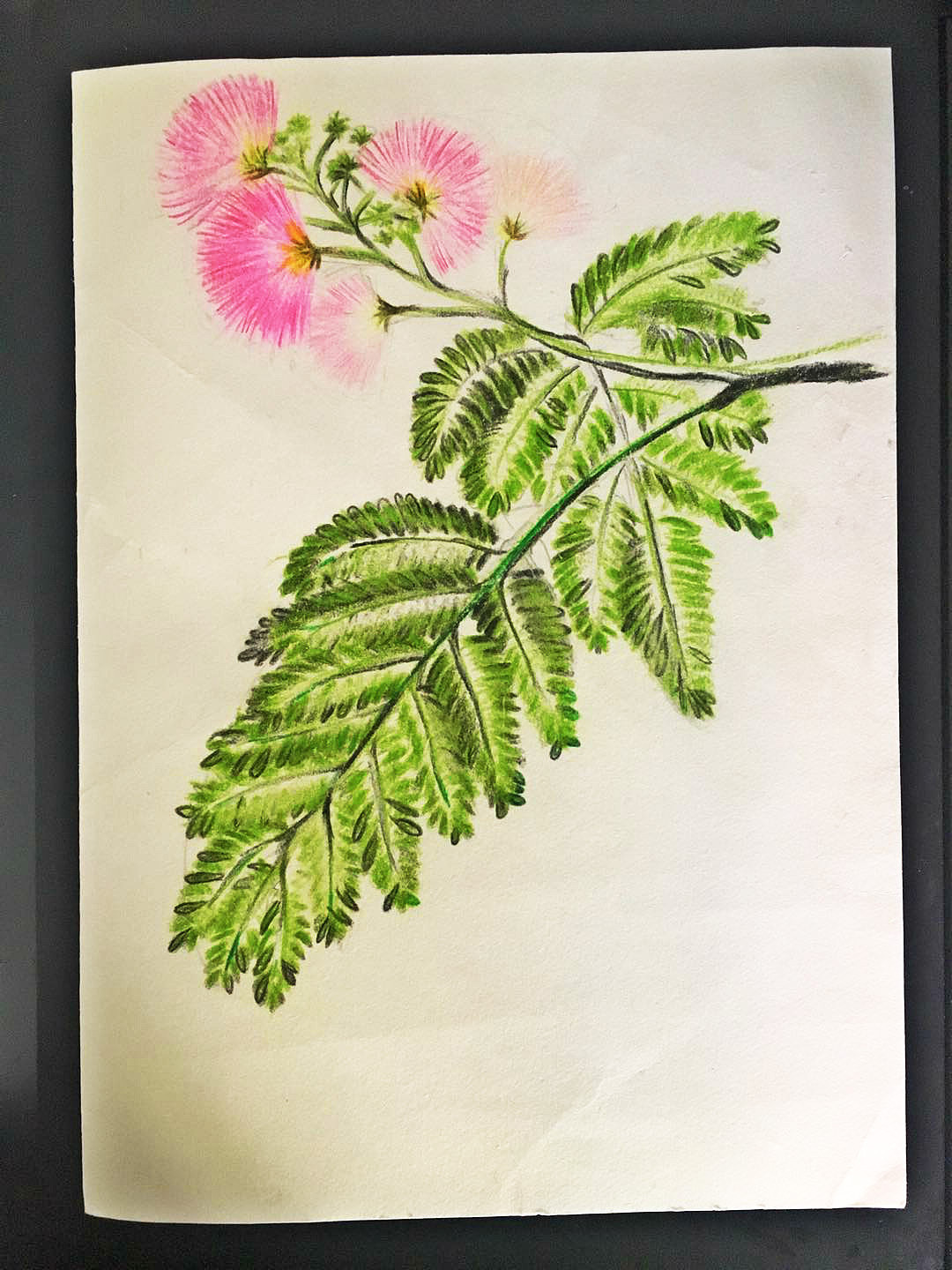 手绘画:我的植物园