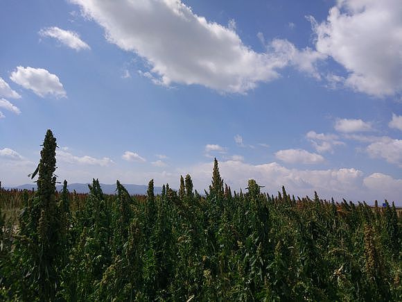 甘肃省天祝县高原藜麦