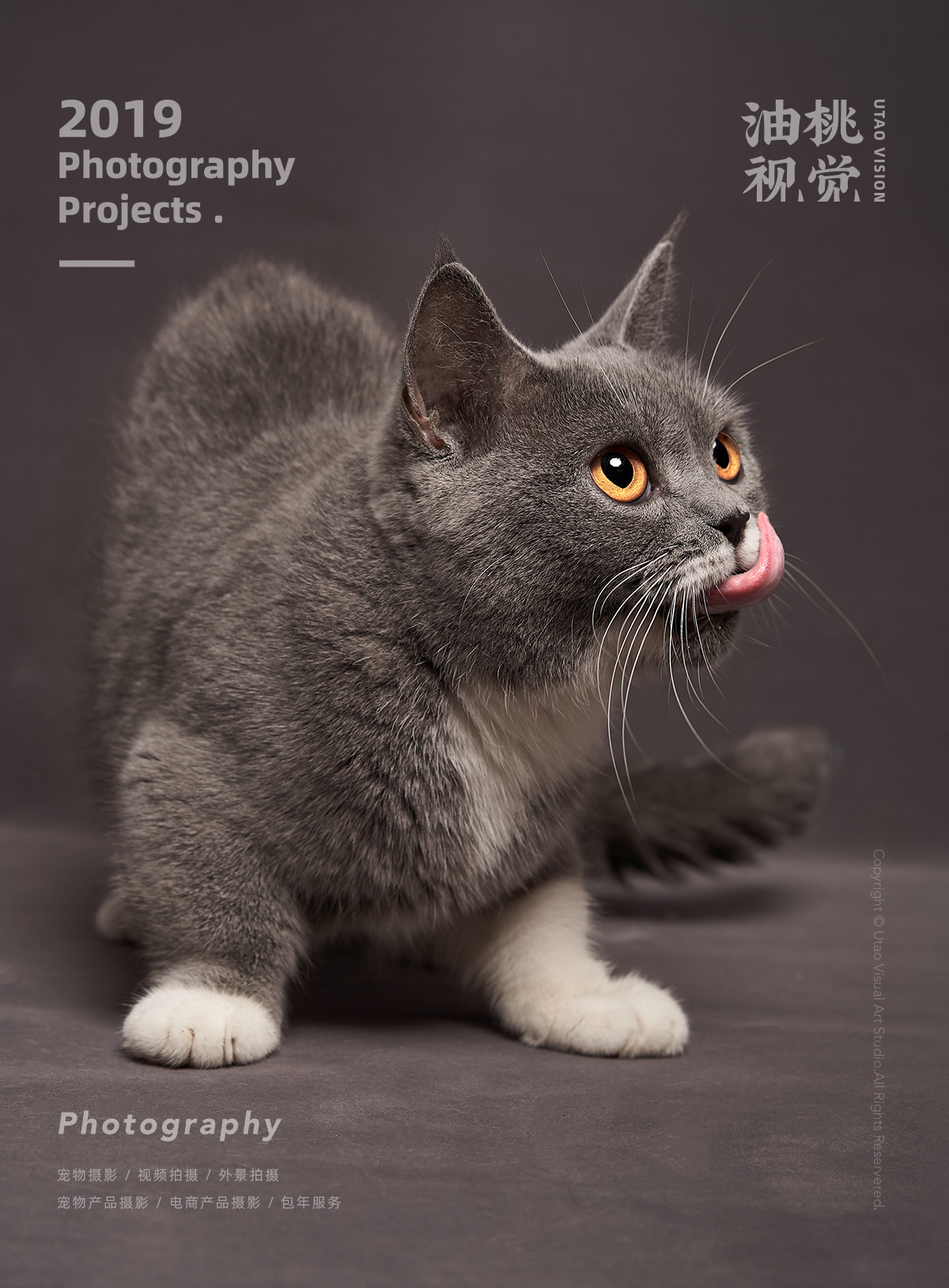 上海 宠物摄影 | 赛级宠物猫 美国曼切堪 | 油桃视觉