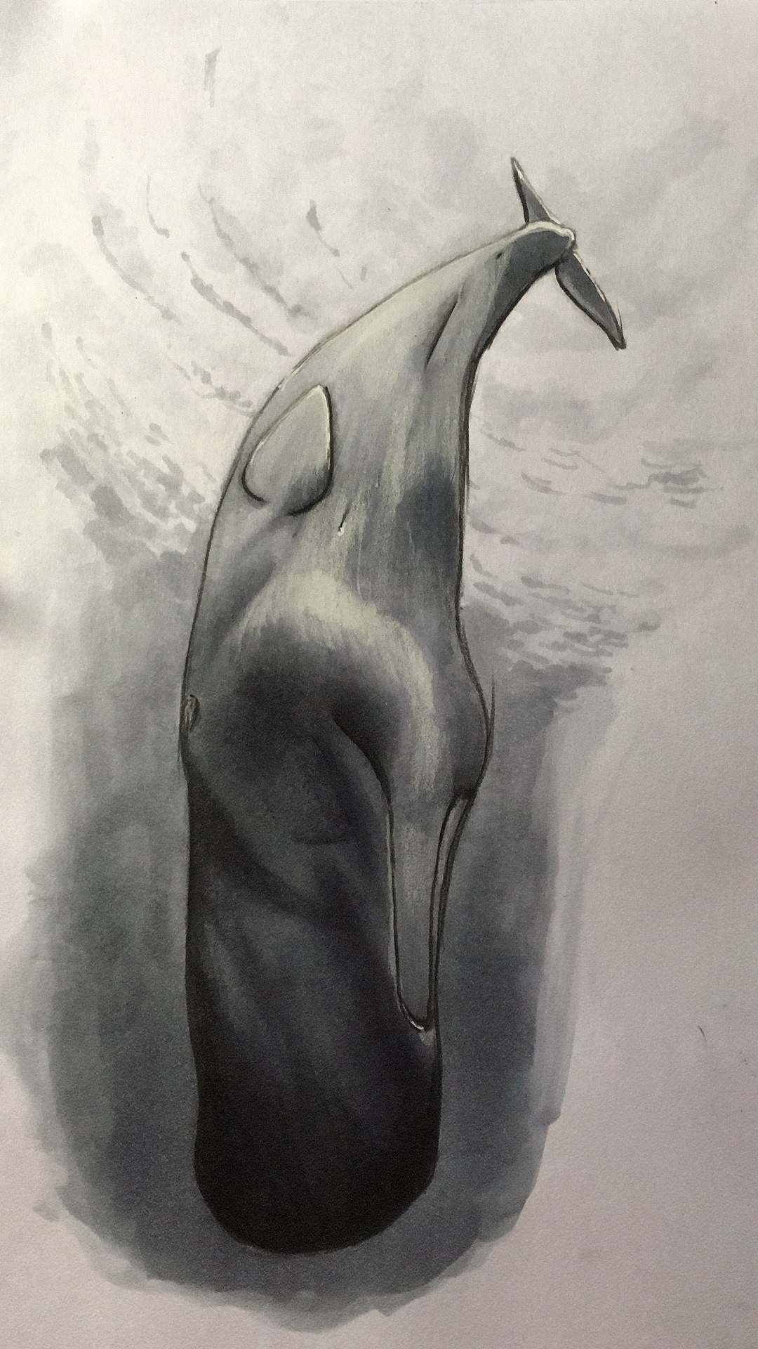 画一只抹香鲸图片