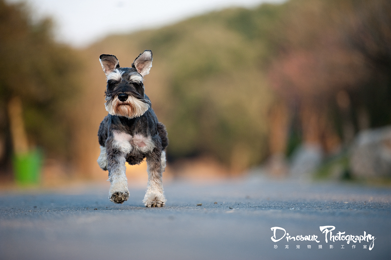 【恐龙】宠物摄影2月上半月拍摄作品
