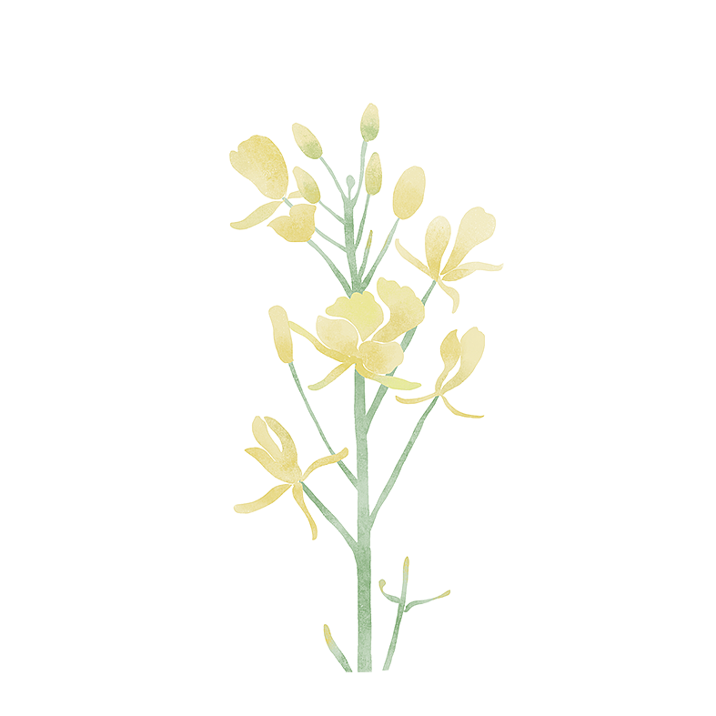 植物100绘(100/30)