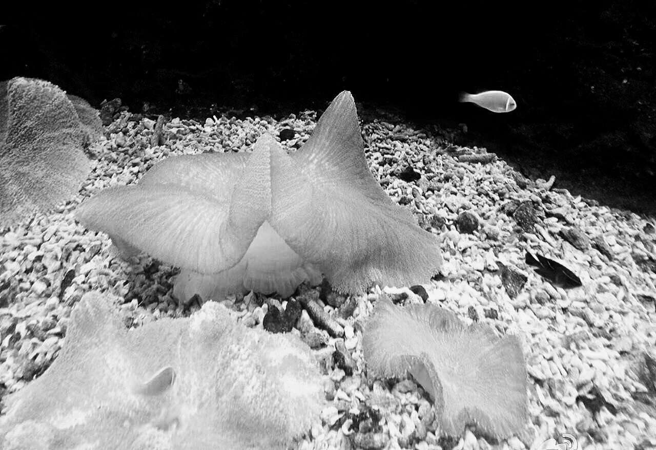 #摄影#黑白系列