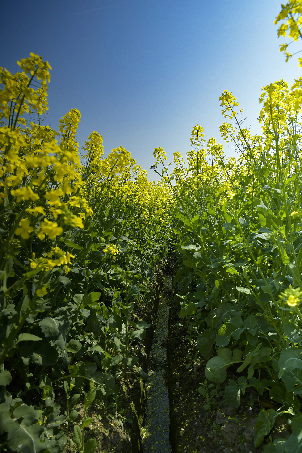 运河.双桥村(油菜花)