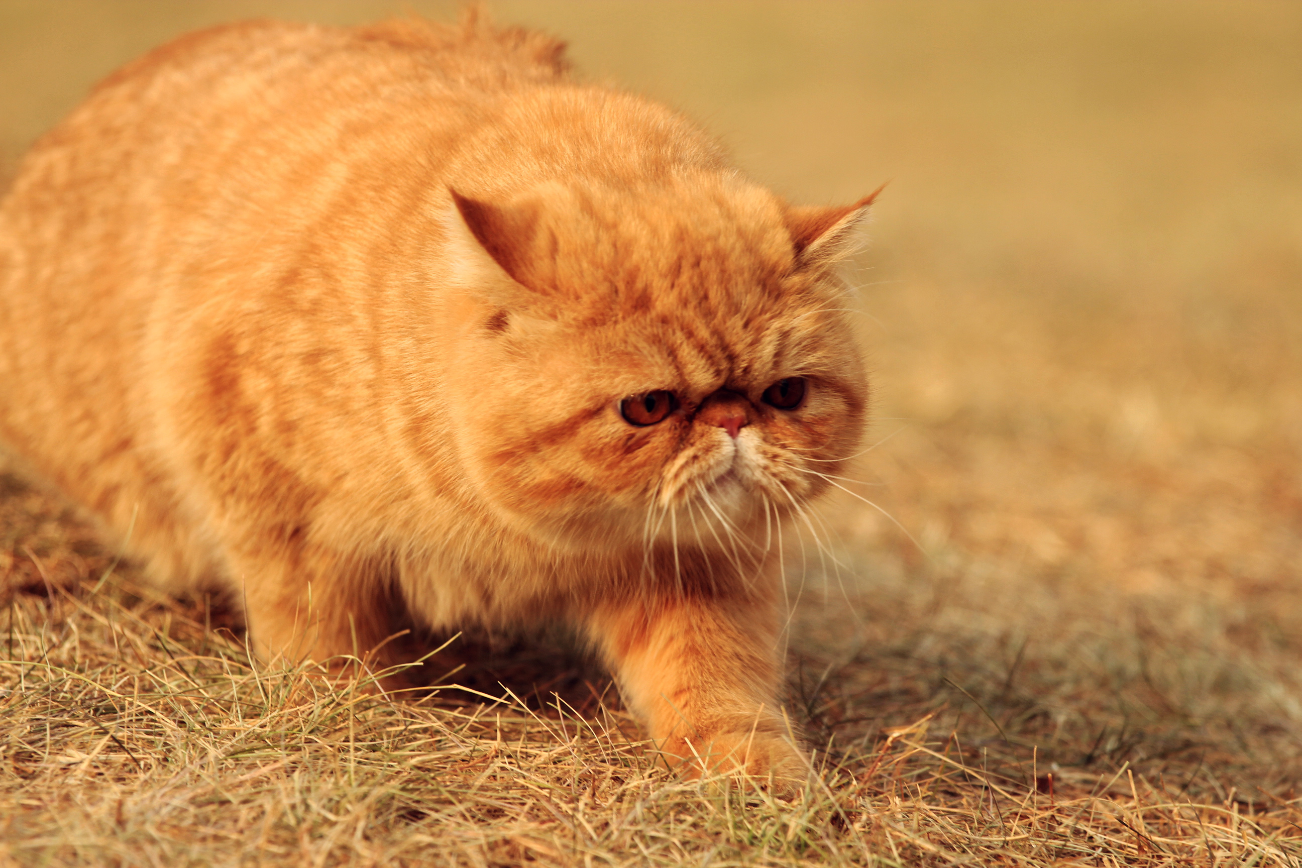 胖猫大黄的第一次外拍|摄影|宠物摄影|蓝色韵律 - 原创作品 - 站酷 (ZCOOL)