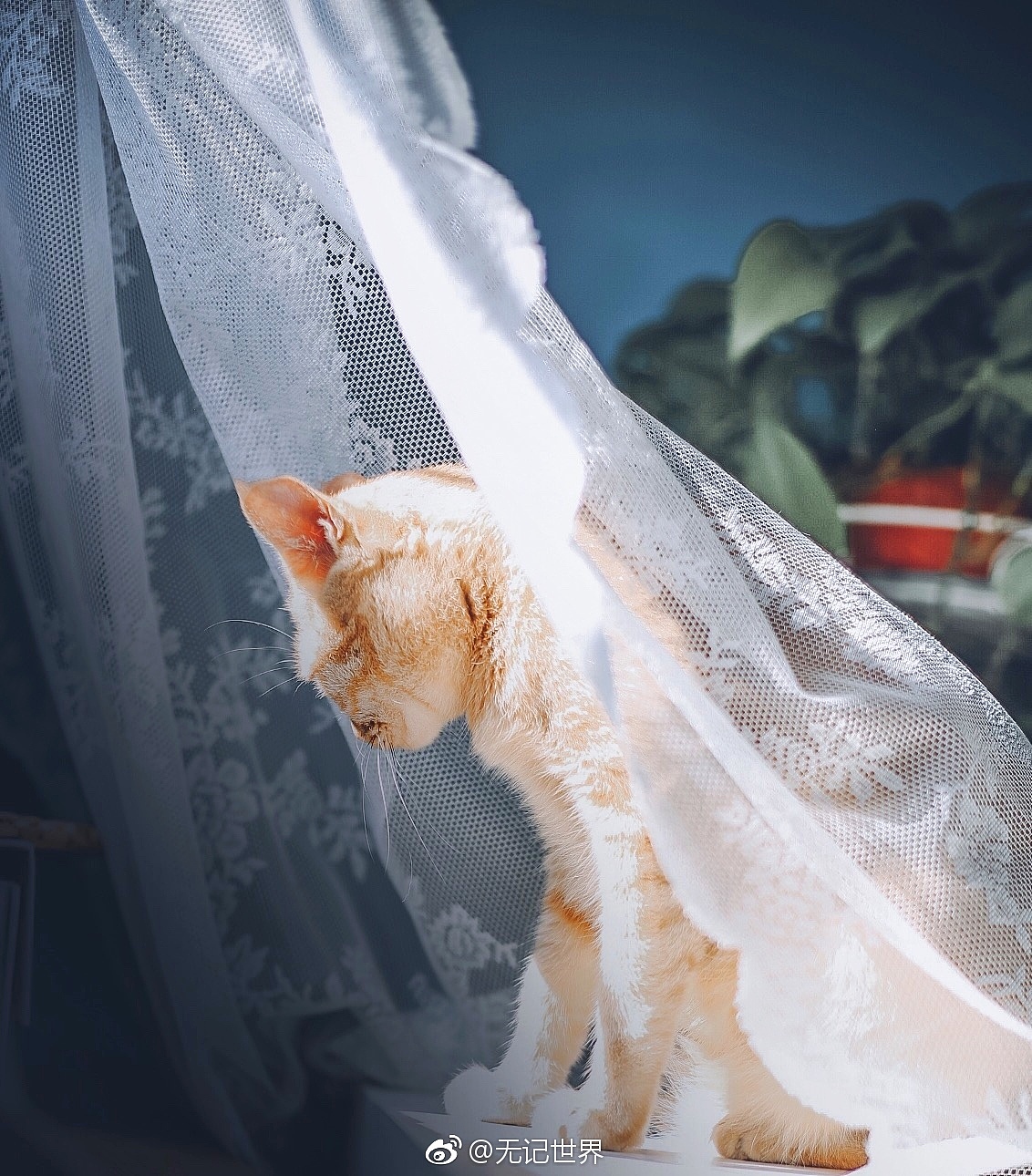 阴天和晴天.我的vikey都陪着我