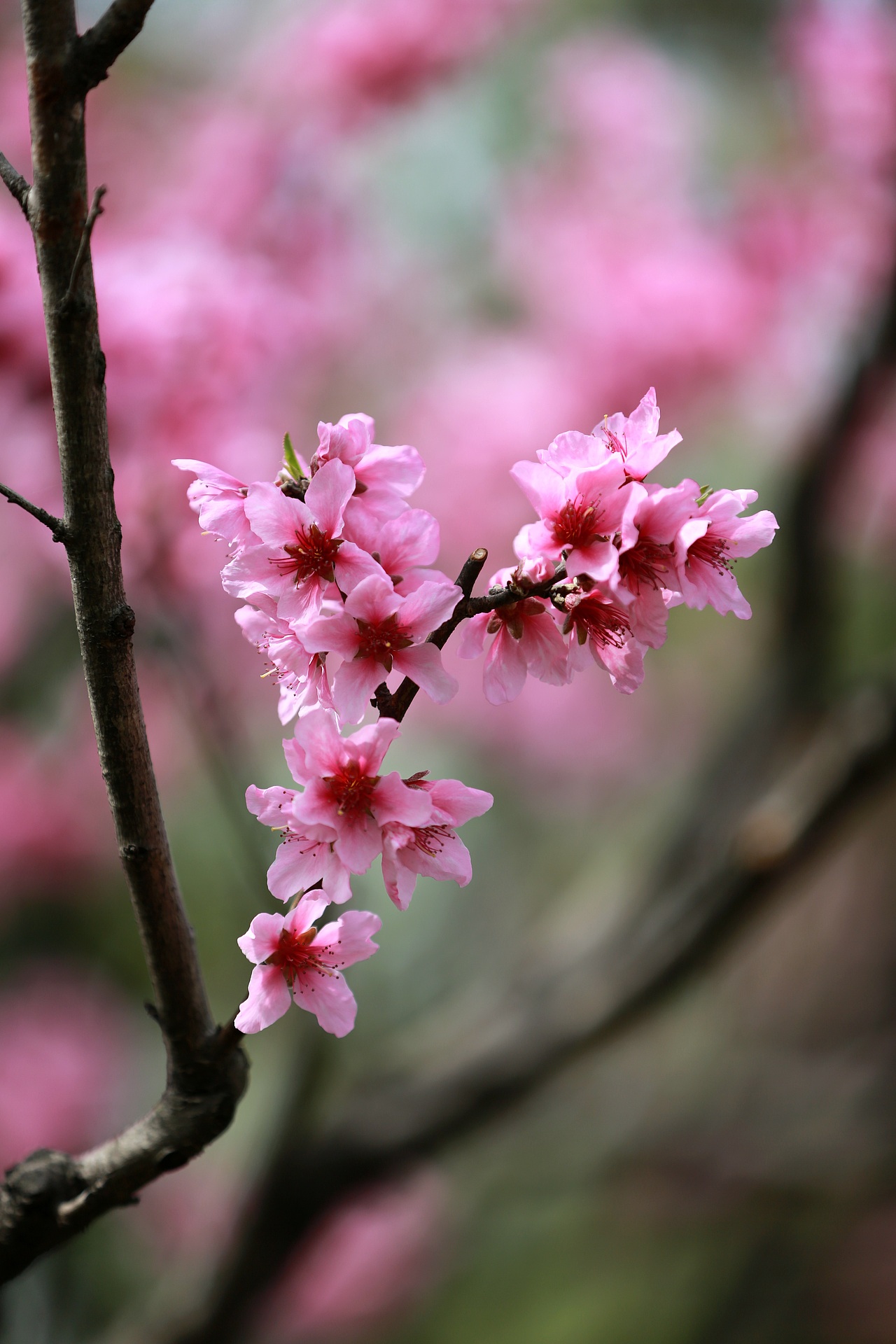 花儿与少年！！！（图ZMjk2MzcxNDc2） - 风光摄影 - 站酷设计师三五三十伍原创素材 - 站酷ZCOOL