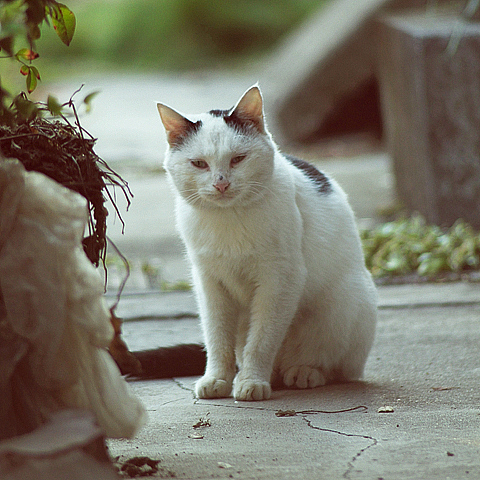 邻村阿婆那里三只猫