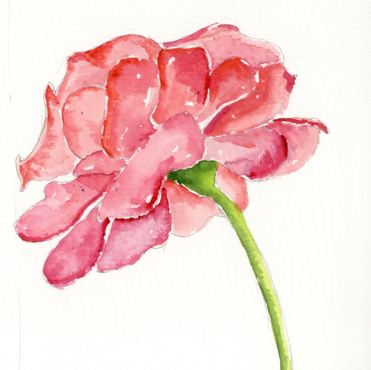 花朵|纯艺术|绘画|蜗牛与冬瓜 - 原创作品 - 站酷 (zcool)