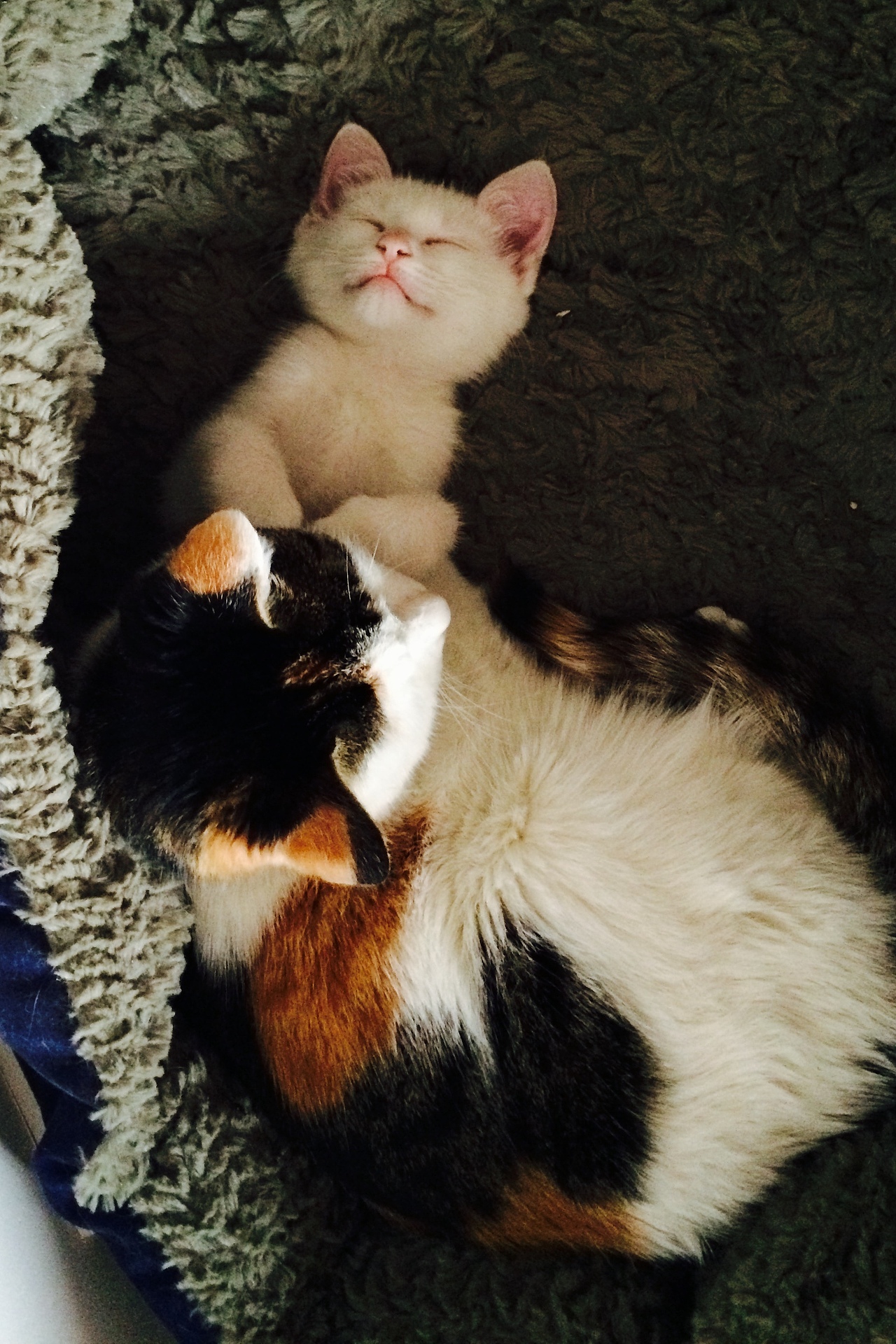 家有蠢猫妹妹（图ZMjU3ODEwMzY=） - 宠物摄影 - 站酷设计师豚豚neko原创素材 - 站酷ZCOOL