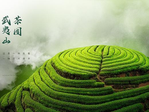 茶园产品海报