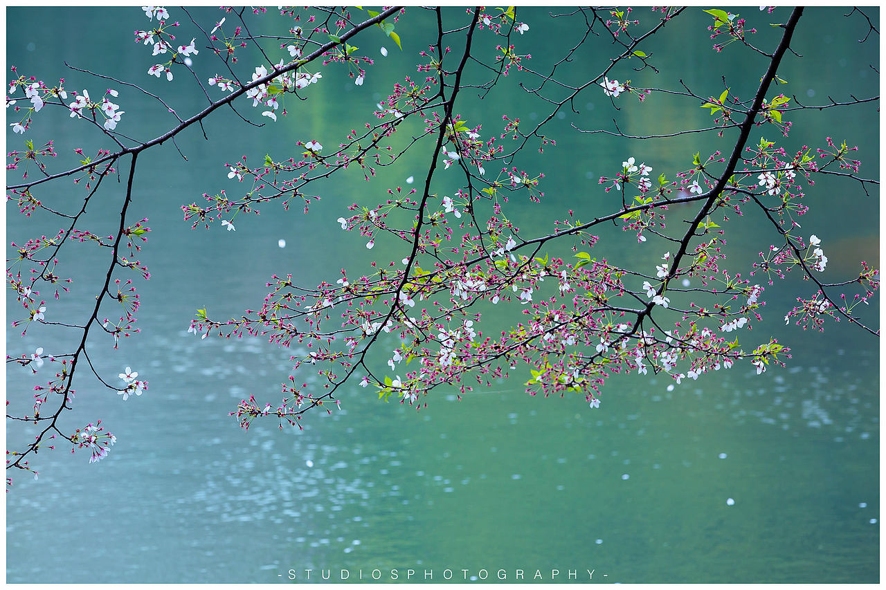 花見無錫。