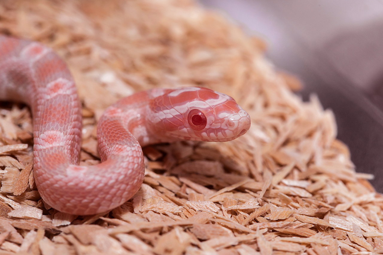 爬宠 动物摄影作品（图ZMTQ0NDE1NTI0） - 宠物摄影 - 站酷设计师违心xxxx原创素材 - 站酷ZCOOL