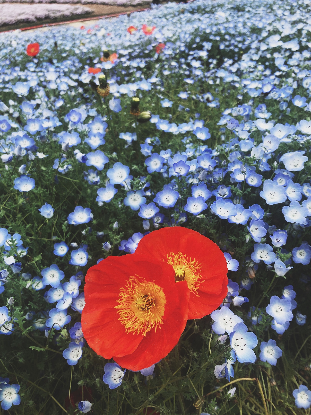 2019植物園插畫習作（圖ZMTk1MTc4ODA4） - 創(chuàng)作習作 - 站酷設計師AIJIA奶茶佳原創(chuàng)素材 - 站酷ZCOOL