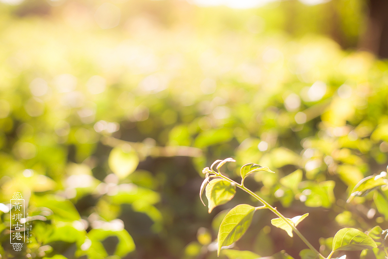【寻味老广州】—黄埔古港
