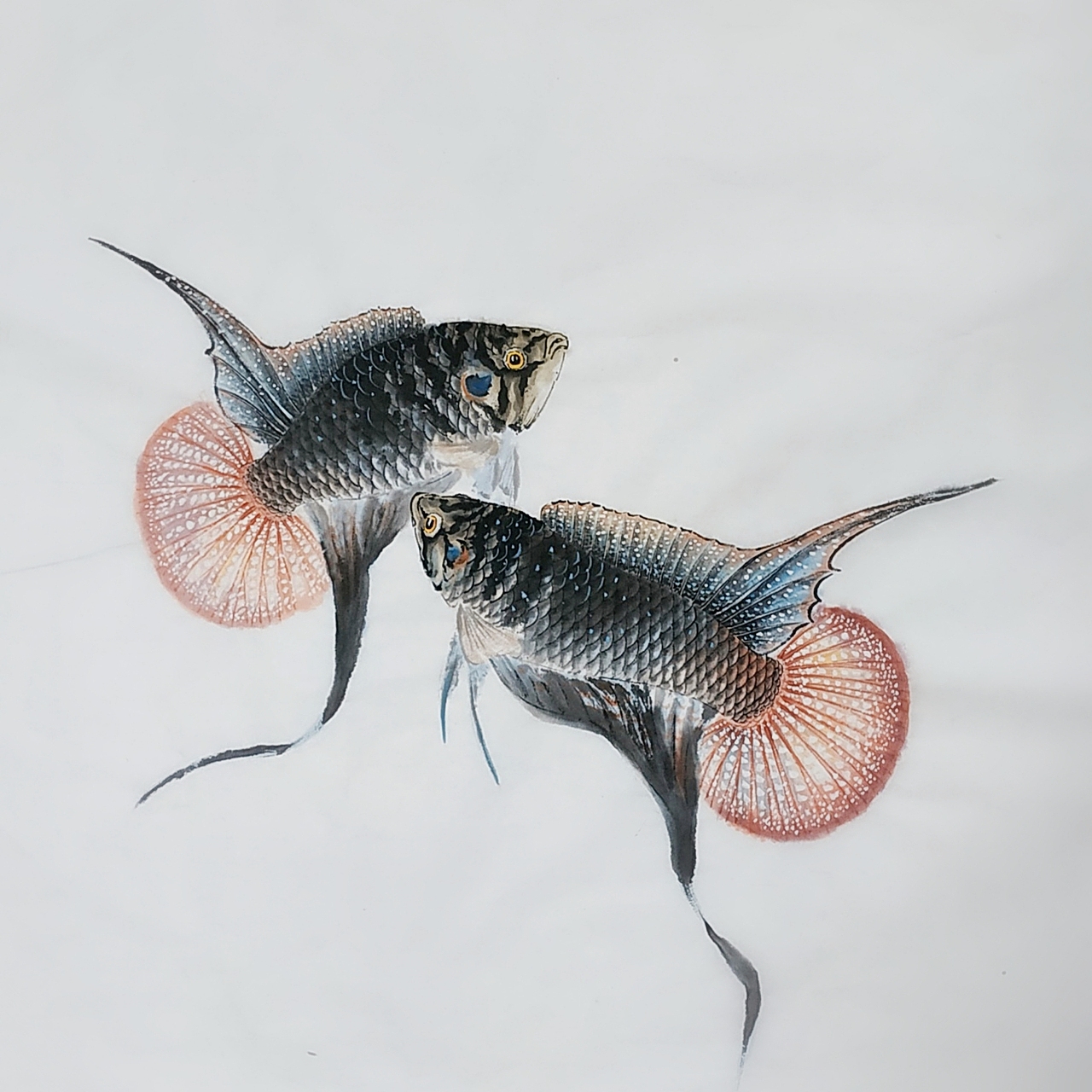 国画斗鱼《圆尾》