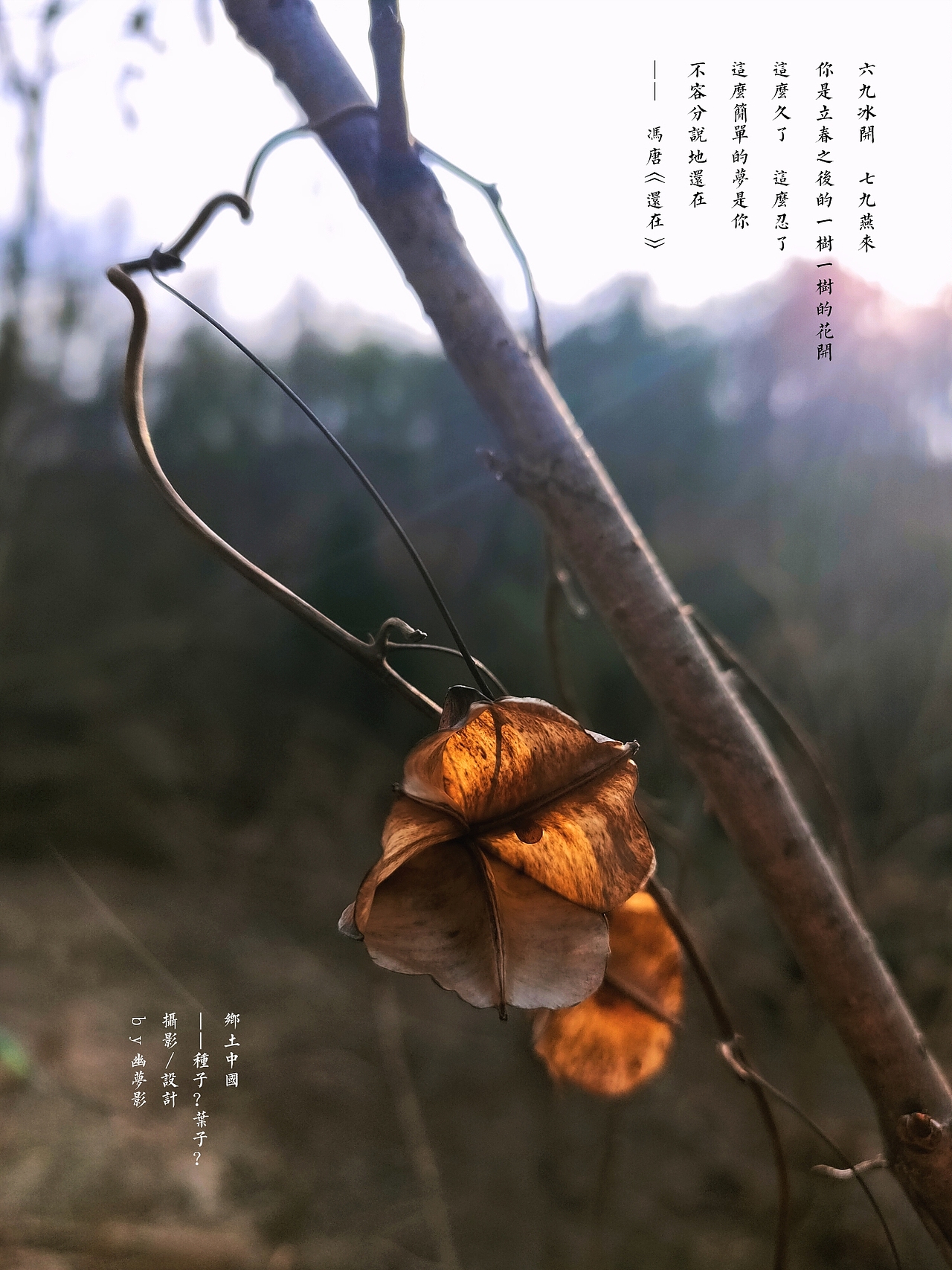 人间草木（一）（图ZMjg0NTQ3MjEy） - 人文/纪实摄影 - 站酷设计师兔牙锅锅原创素材 - 站酷ZCOOL